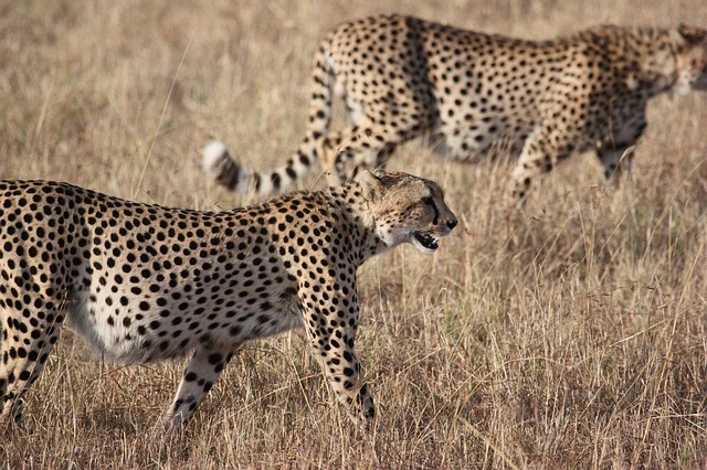 tanzanie-serengeti-guepards